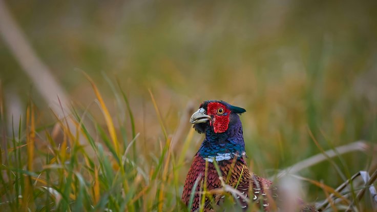 free-photo-of-priroda-ptak-trava-fotografovani-zvirat