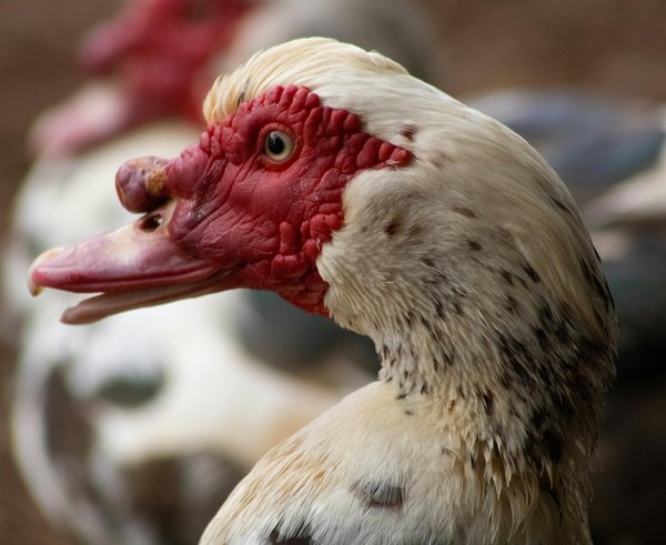 free-photo-of-priroda-ptak-zvire-farma