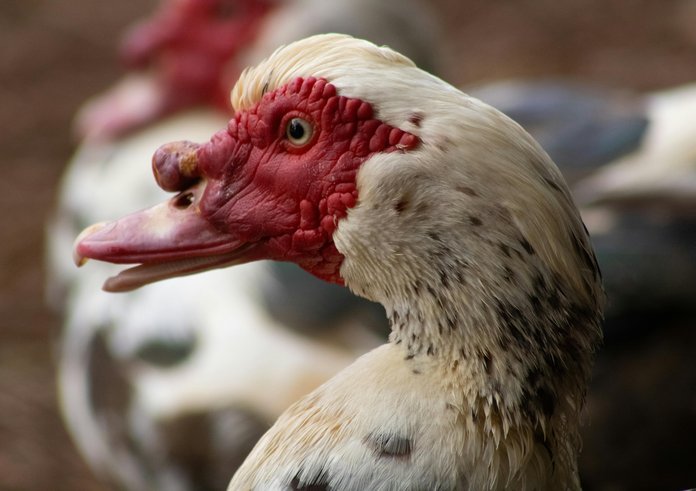 free-photo-of-priroda-ptak-zvire-farma