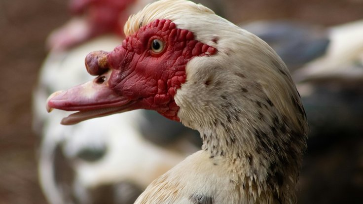 free-photo-of-priroda-ptak-zvire-farma