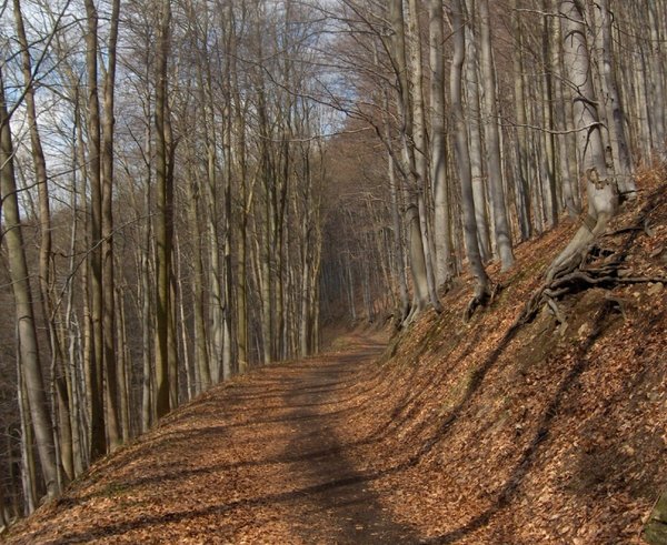 Drmaly_(natural_monument)_2019-10-27_Bučina