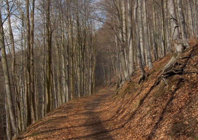 Drmaly_(natural_monument)_2019-10-27_Bučina