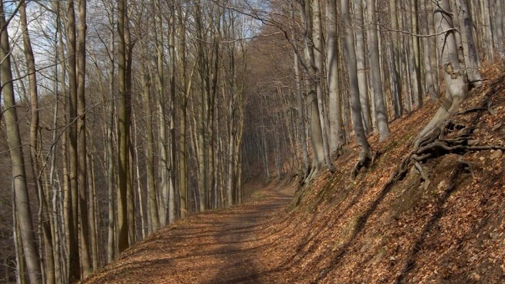 Drmaly_(natural_monument)_2019-10-27_Bučina