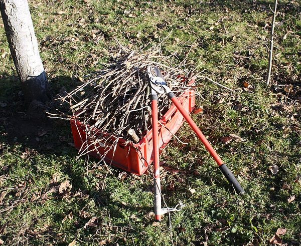 garden-branches-pruning-scissors-plant-spring-tree