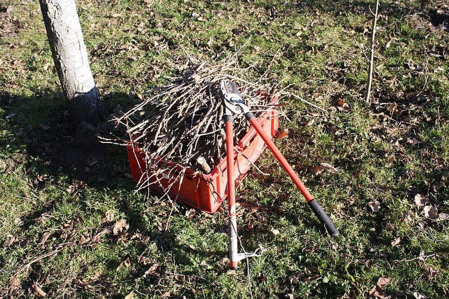 garden-branches-pruning-scissors-plant-spring-tree