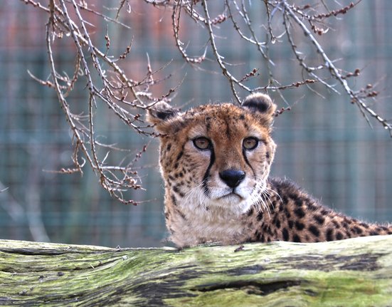 gepard-súdánský-Acinonyx-jubatus-soemmeringii-25-1-2024-km (13)-mini.jpg