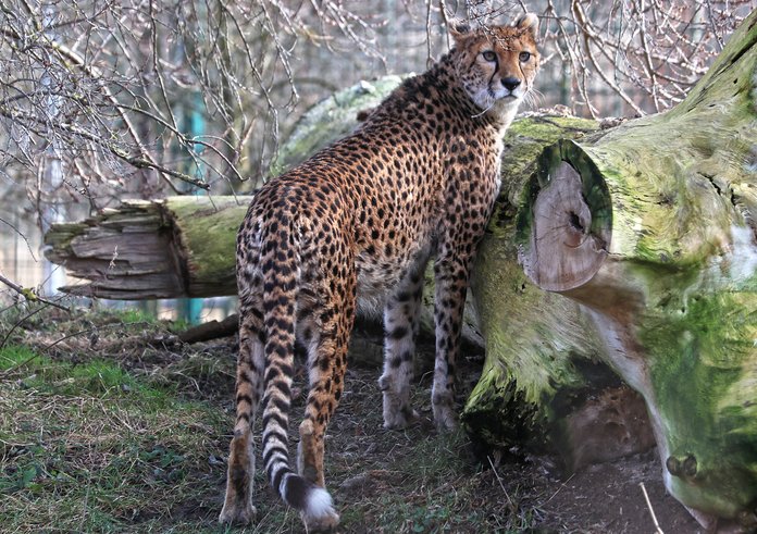 gepard-súdánský-Acinonyx-jubatus-soemmeringii-25-1-2024-km (14)-mini.jpg