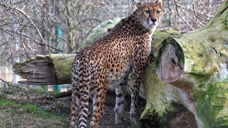 gepard-súdánský-Acinonyx-jubatus-soemmeringii-25-1-2024-km (14)-mini.jpg