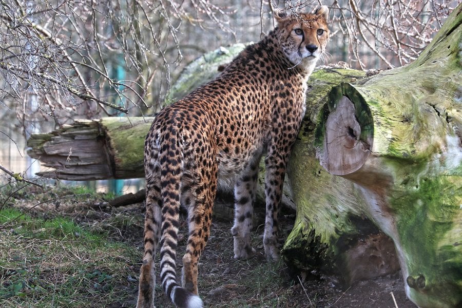 gepard-súdánský-Acinonyx-jubatus-soemmeringii-25-1-2024-km (14)-mini.jpg