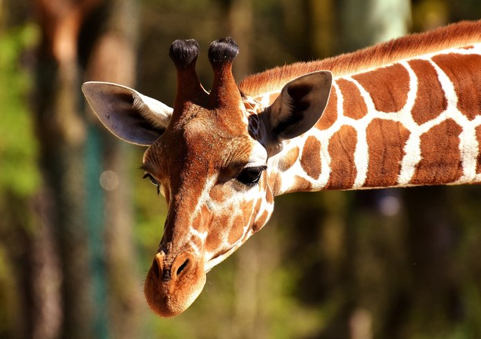 žirafa-ilustrační foto