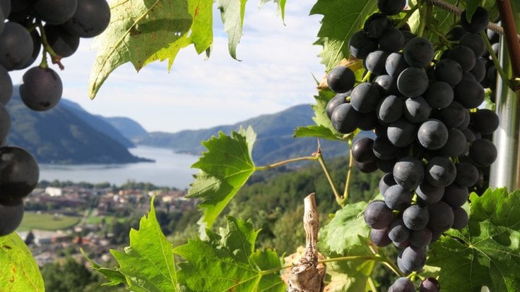 grapes_lake_plant_nature_winegrowing_wine_rebstock_outlook-1384467