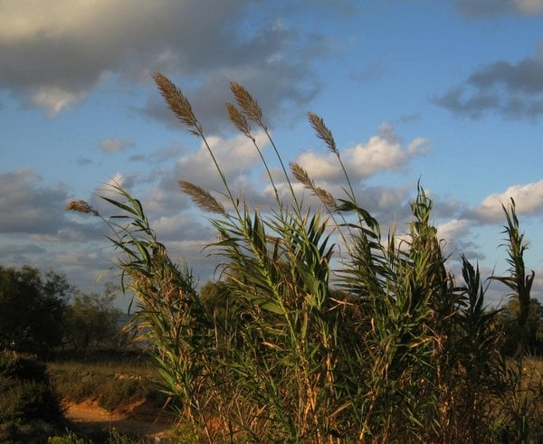 grass_summer_nature_green_landscape_sky_clouds_blue-1345249