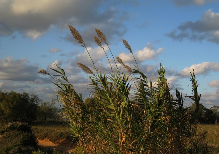 grass_summer_nature_green_landscape_sky_clouds_blue-1345249