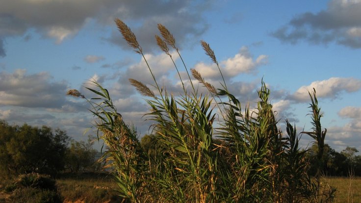 grass_summer_nature_green_landscape_sky_clouds_blue-1345249