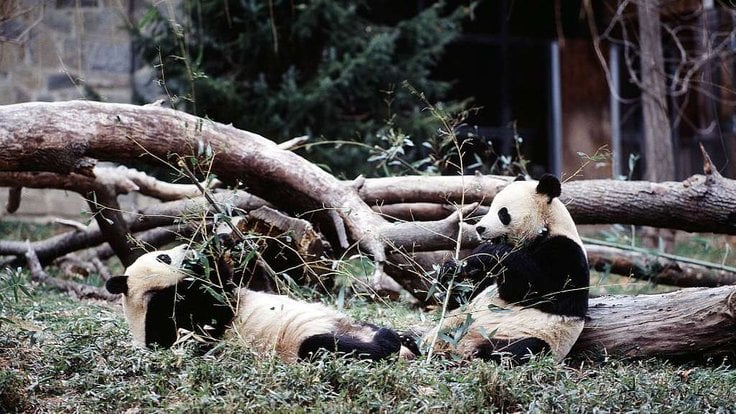 Tento pandí pár ze zoo ve Washingtonu je již od listopadu v Číně