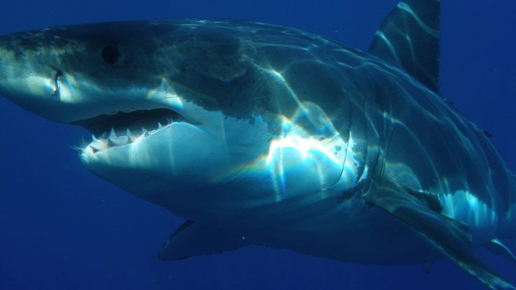 great_white_shark_shark_jaws_fish_dangerous_sea_life_predator_carcharodon_carcharias-951129