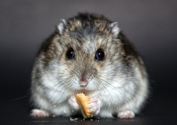 hamster-1772742_1280