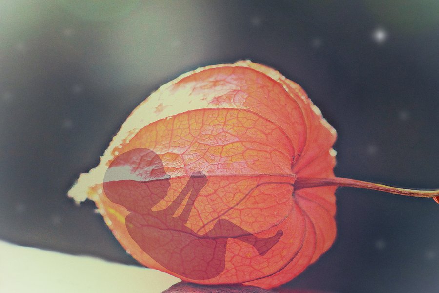 hand-snow-light-plant-photography-leaf-flower-love-food-red-produce-color-baby-life-close-up-organ-macro-photography-abortion-flowering-plant-embryo-land-plant-1161867