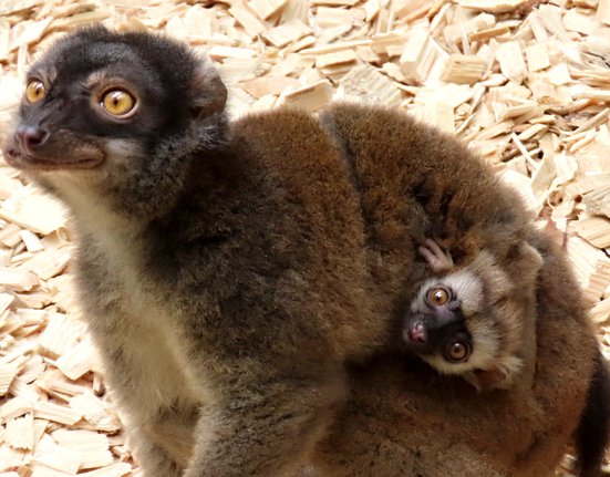 Mládě a matka lemura běločelého v Zoo Olomouc.