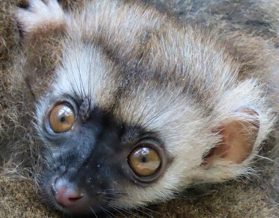 Mládě lemura běločelého v Zoo Olomouc.