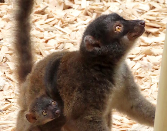 Mládě lemura běločelého v Zoo Olomouc.