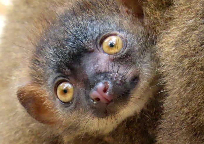 Mládě lemura běločelého v Zoo Olomouc.