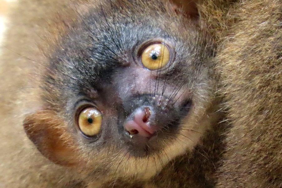 Mládě lemura běločelého v Zoo Olomouc.