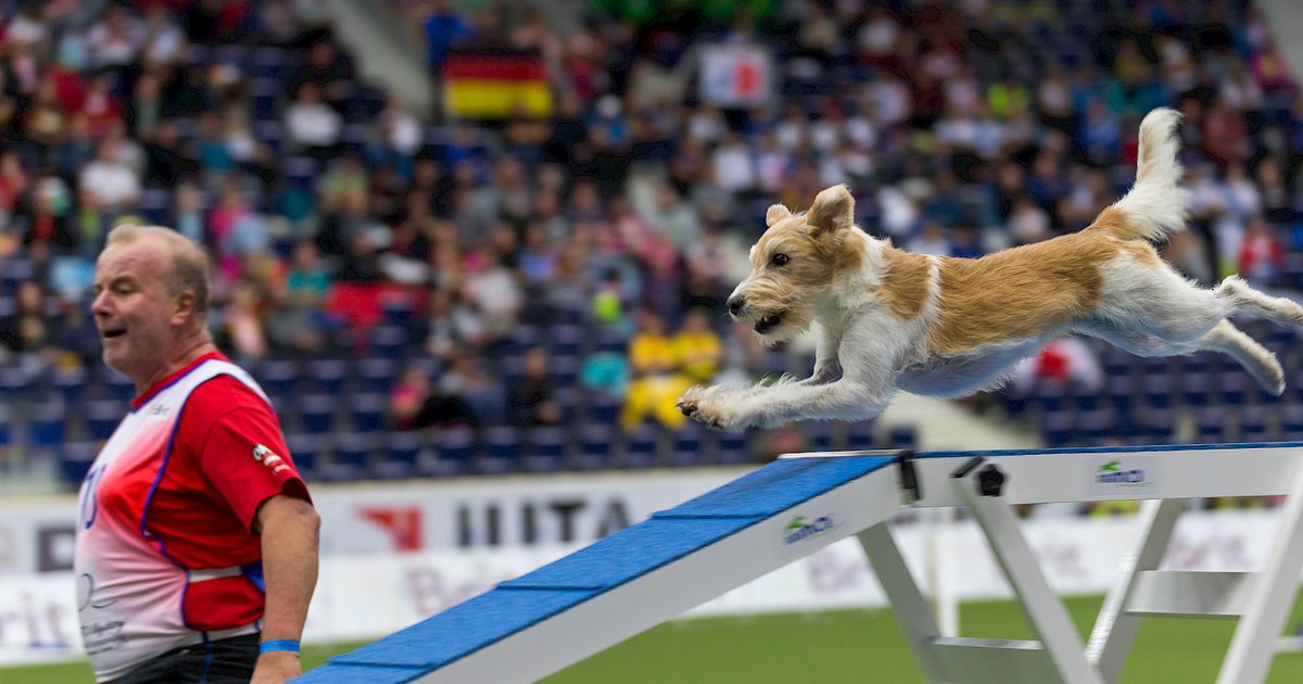 Liberec obsadily stovky psů, začíná tam mistrovství světa v agility
