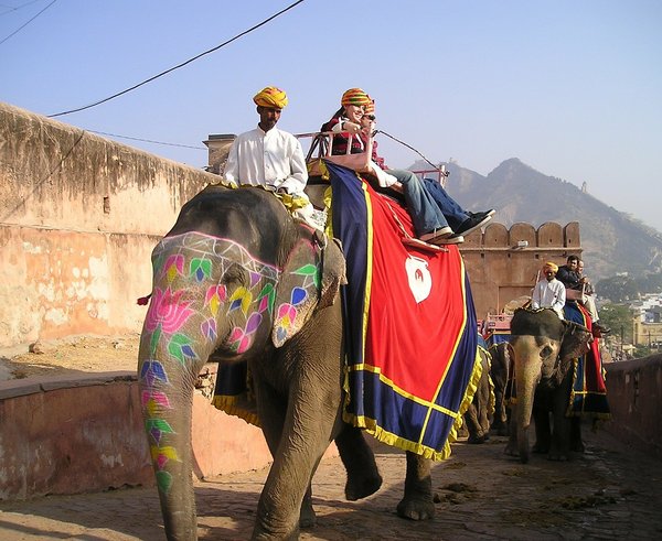 indický slon