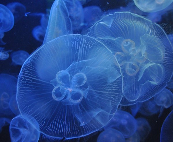 jellyfish-3814142_1280