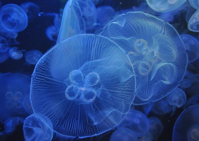 jellyfish-3814142_1280
