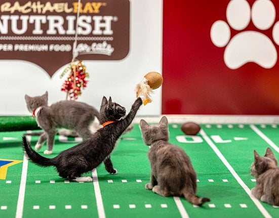 kitten-bowl-1-89cb5dea2dad491c86884b2b2da67425.jpg