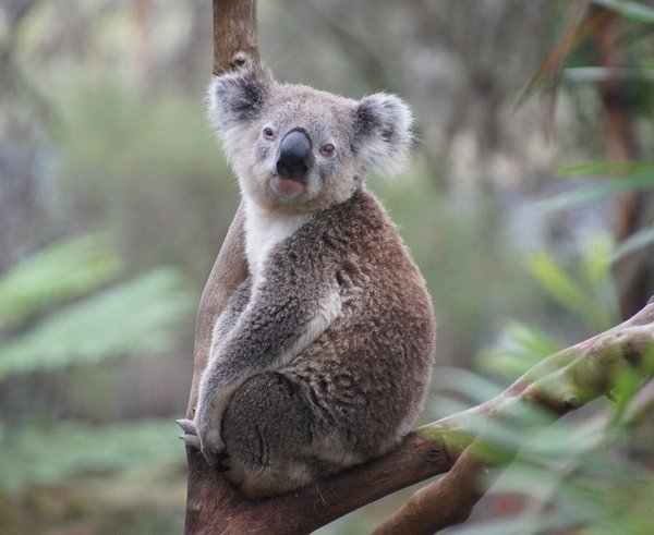 koala