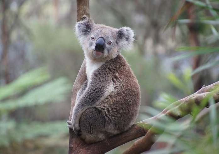 koala