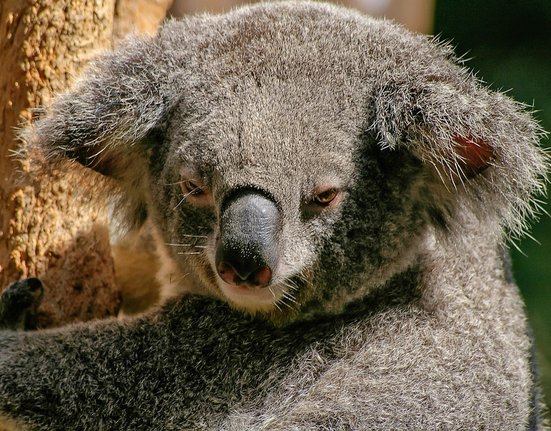 koala