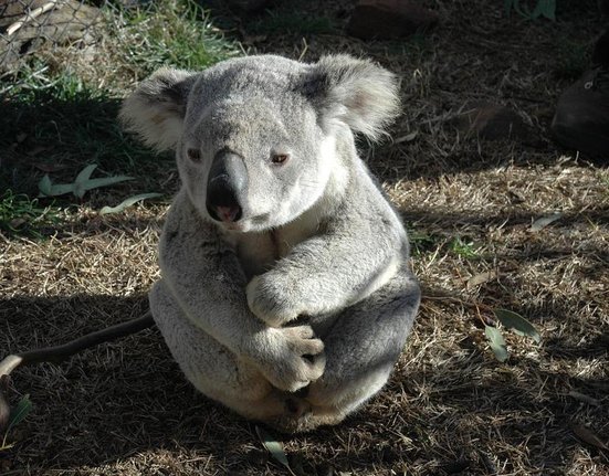 koala