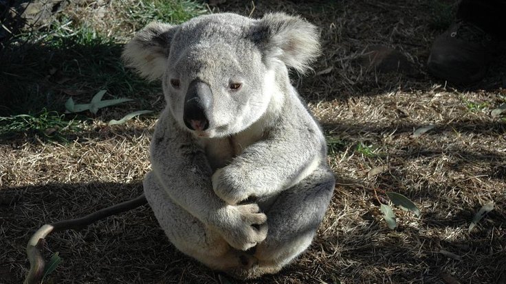 koala
