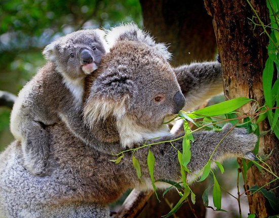 koala