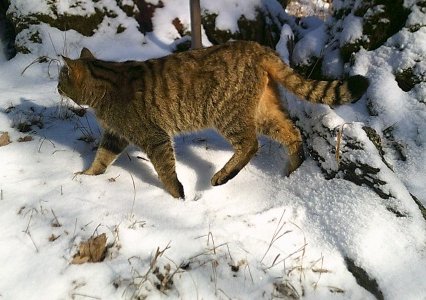 Kočka divoká zachycena na fotopasti na Křivoklátsku