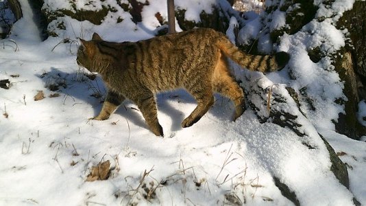 Kočka divoká zachycena na fotopasti na Křivoklátsku