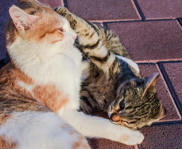 kočky venku pixabay