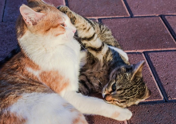 kočky venku pixabay