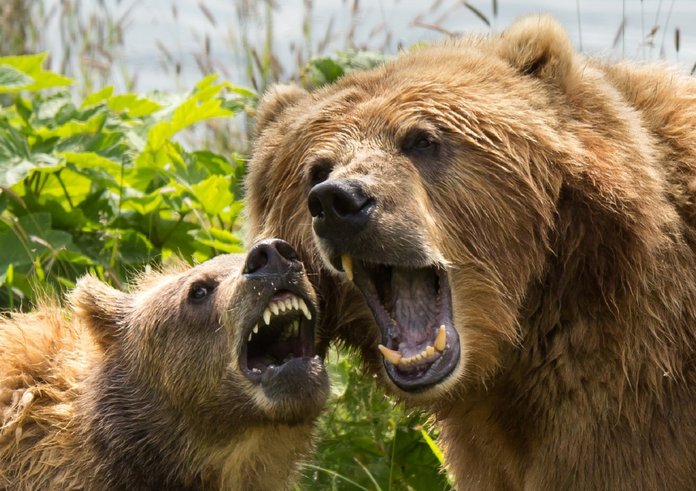 kodiak_brown_bears_sow_cub_female_close_up_heads_portrait_wildlife-567169