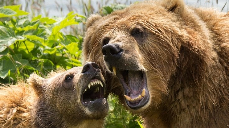 kodiak_brown_bears_sow_cub_female_close_up_heads_portrait_wildlife-567169