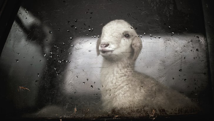 lamp-funny-cute-animal-preview