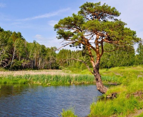 landscape-with-pine-tree-and-lake