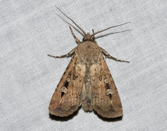 large