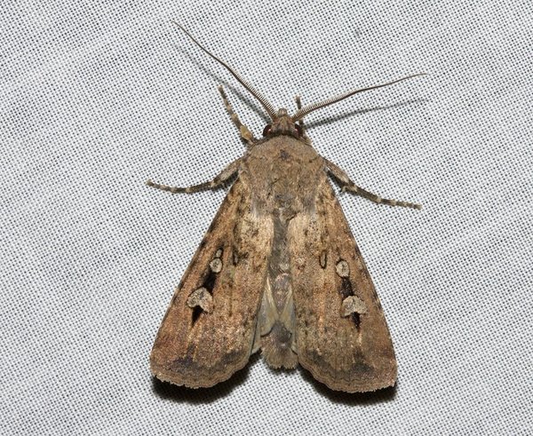 large