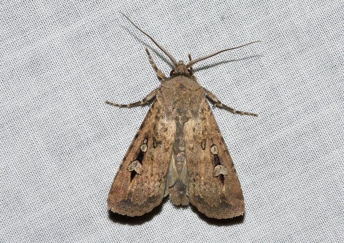large