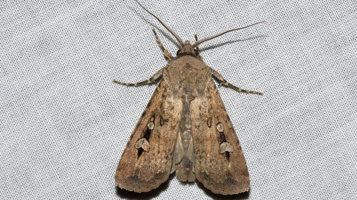 large